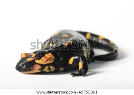 Fire Salamander (Salamandra salamandra) on a white background