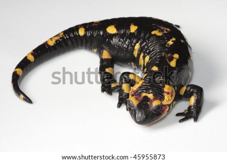 Fire Salamander (Salamandra salamandra) on a white background