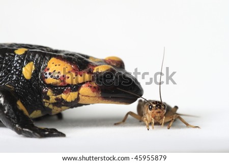 Fire Salamander (Salamandra  salamandra) eating a brown cricket on a white background