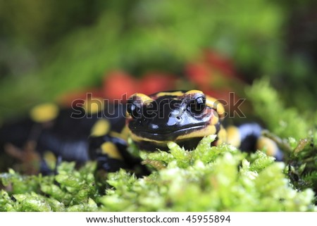 Fire Salamander (Salamandra salamandra) on moss background