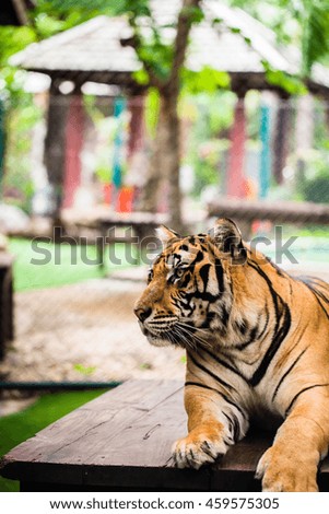 Tiger in zoo Thailand