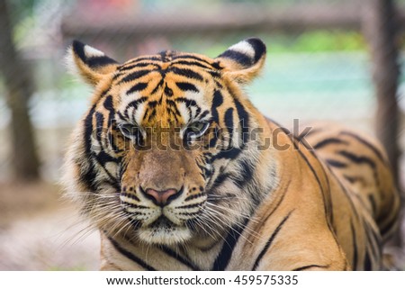 Tiger in zoo Thailand