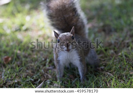 Squirrel (Sciurus carolinensis) Staring, Winter Park, Orlando, Florida