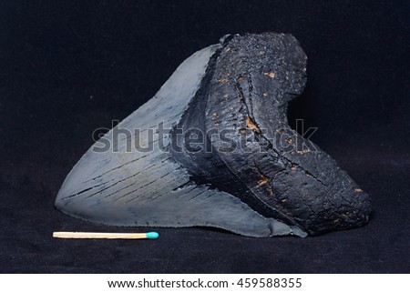 a well preserved fossilised shark tooth