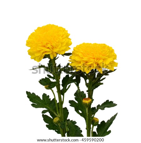 beautiful bouquet of yellow daisies flower isolated on white background