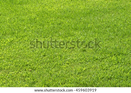 green grass lawn background