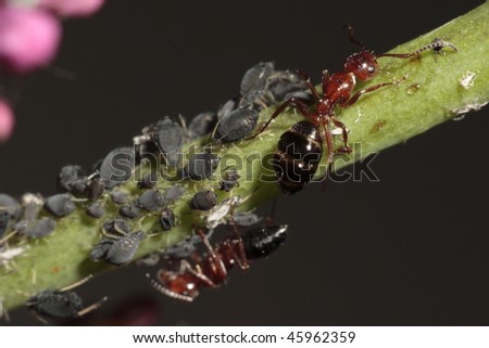 Red ants shepherding plant-louses