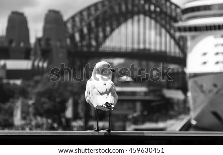 Black and white picture of a seagull near Sydney Harbour Bridge