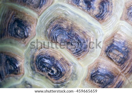 Texture of the turtle's carapace.