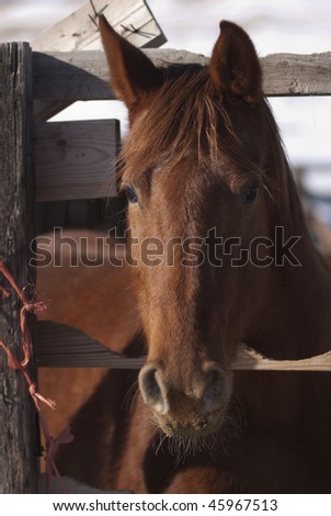 horse on Wyoming ranch