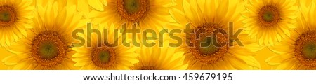 Banner panorama pattern flower sunflower  summertime. 