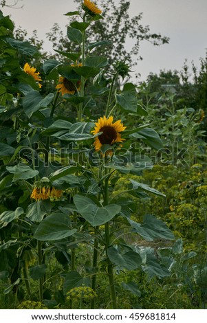 Sunflowers in the country in the grass.                               