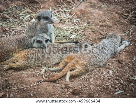 Group of four meerkats resting on the ground