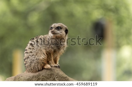 A cute Meerkat, on high alert, against a green background