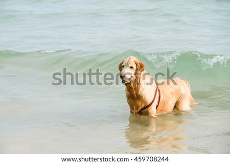 Golden retriever on the beach near the water