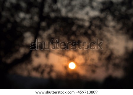 The shadow of tree and the sun falling , Image blur 