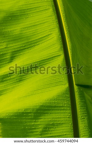 banana leaf with water drop close up. banana leaf texture. Water drop close up.
