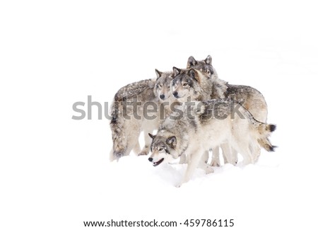 Four Timber wolves or grey wolves Canis lupus isolated on white background, timber wolf pack standing in the falling snow in Canada