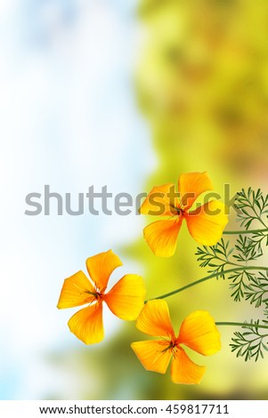 Colorful beautiful flowers eschscholzia on the background of the summer landscape.