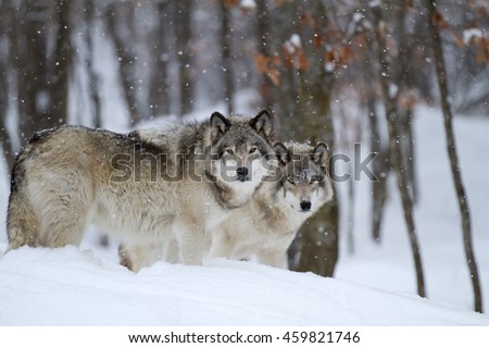Two Timber wolves or grey wolves Canis lupus in a forest standing beside each other looking at camera in the winter snow in Canada as the snow falls