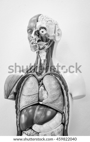 part of human body model with black and white color concept