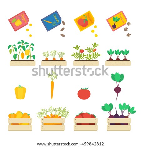 Vector set of growing vegetables: seed grains, vegetable patches and wooden boxes with beetroot, carrot, tomato and yellow pepper.