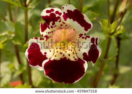 flower burgundy