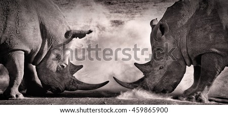battle a confrontation between two white rhino in the African savannah on the lake Nakuru Royalty-Free Stock Photo #459865900