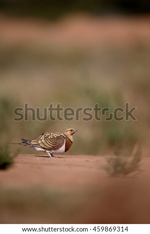 Pin-tailed sandgrouse, Pterocles alchata, Single male on ground, Spain, July 2016