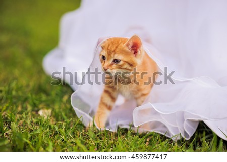 Red kitten under the bride's wedding dress