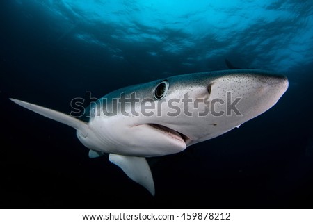 Blue Shark Royalty-Free Stock Photo #459878212
