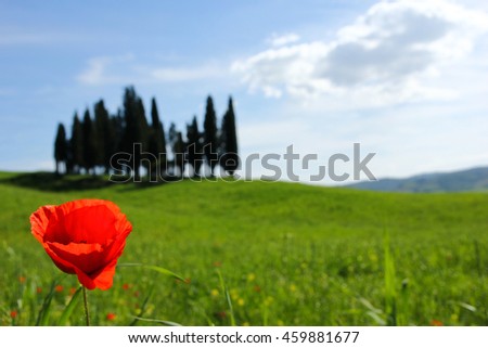A lonely field poppy standing on a Tuscan field close to the cypress alley. 