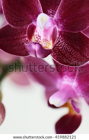 Abstract macro of a purple Phalaenopsis Orchid Flower, also known as the Moth Orchid, with extreme shallow depth of field.