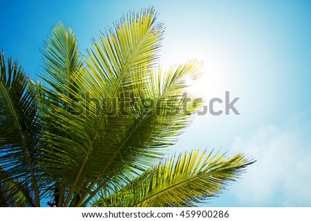 Palm branch in sunny weather on a background of the sky