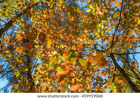 Color Drops of Autumn.  The beautiful backlit leaves look like warm drops of Autumn color gently floating down.