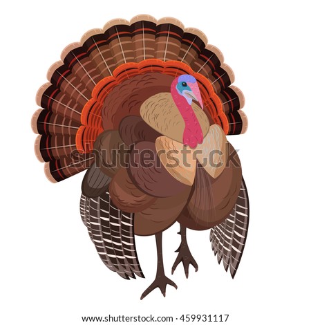 detailed wild turkey for your design. farm animal