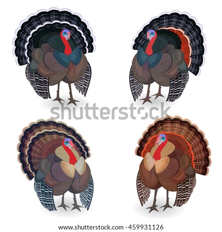 Collection of Turkeys for your design. bird farming