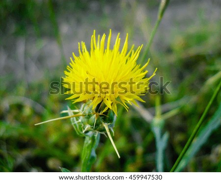 Chamomile flower with thorns