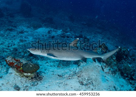 whit tip reef  shark in Underwater