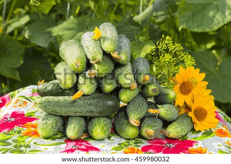 cucumbers stacked pile, with yellow flowers and ovaries yellow garden flowers, on the background of leaves and foliage of cucumbers, garden and beds, harvest at the setting sun,