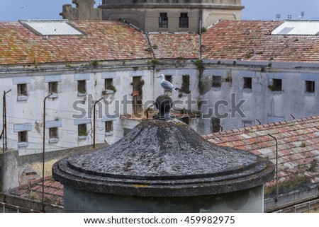 Seagull in old prision of La Coruna (Spain).