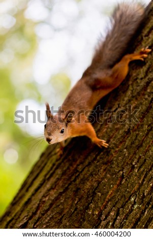 red squirrel on the tree as a whole
