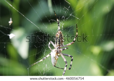 Spider with prey in the network