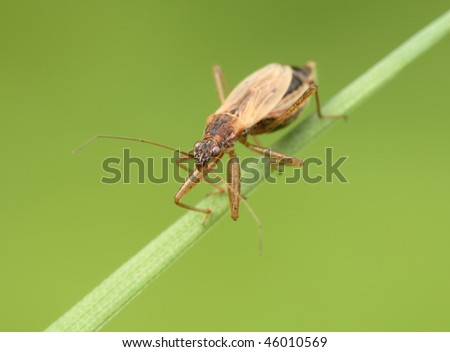 Insecta  /  Hemiptera  /  Nabidae  /  Nabis rugosus   Bedbug sits on a blade of grass.