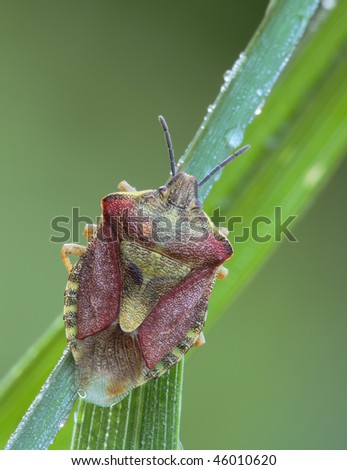 Bedbug sits on a blade of grass. Insecta / Hemiptera / Pentatomidae / Dolycoris baccarum