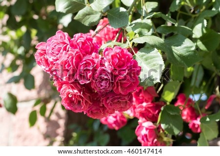 Curly rose flower