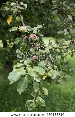 Fruit tree an apple tree refuse. Disease leaves. Apple trees were damaged with aphis, ants, eggs of insects, insect larvae and other plant pests. dry leaves and decayed fruits