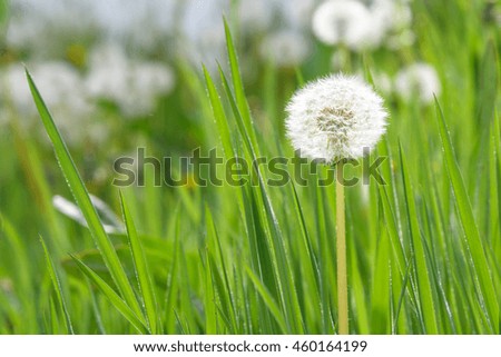 Closeup of dandelion in full seed, growing in tall grass
