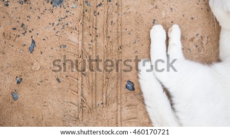 cat and Wheel track,save animals concept