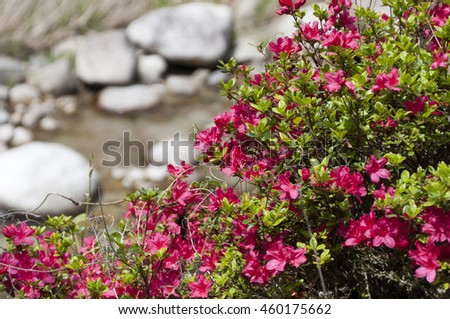 selective focus beautiful pink flower in garden